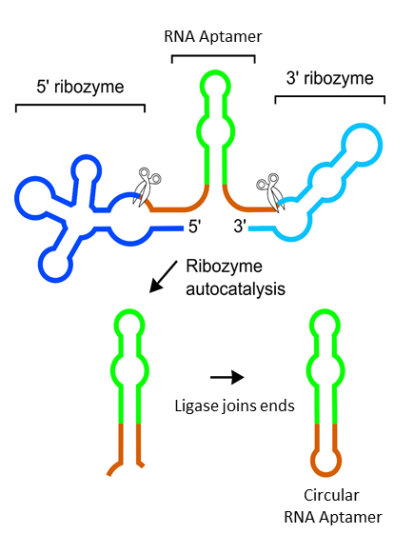 The ribozymes (blue) cleave themselves spontaneously (scissors), leaving the aptamer RNA (green) with chemical ends (brown) that are recognized by the ligase. The ligase then connects the ends of the RNA to create circular RNA. Image courtesy of Samie Jaf The ribozymes (blue) cleave themselves spontaneously (scissors), leaving the aptamer RNA (green) with chemical ends (brown) that are recognized by the ligase. The ligase then connects the ends of the RNA to create circular RNA. Image courtesy of Samie Jaf
